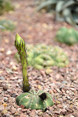 Image showing Budding Gymnocalycium cactus flower