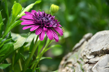 Image showing Purple flower in the garden