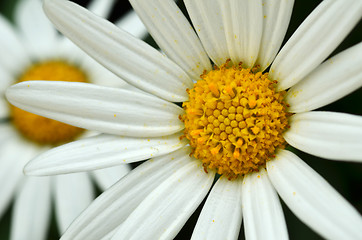 Image showing Yellow and white daisy flower