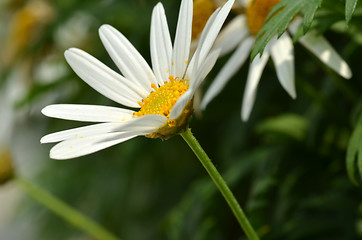 Image showing Yellow and white daisy flower
