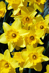 Image showing Daffodils