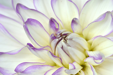 Image showing White and purple Dahlia close-up