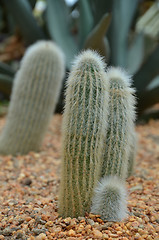 Image showing Cleistocactus strausii