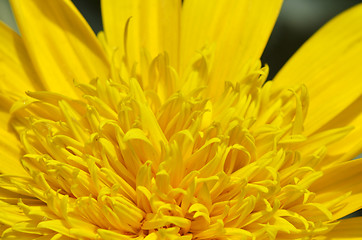 Image showing Close-up of beautiful yellow chrysanthemum flowers