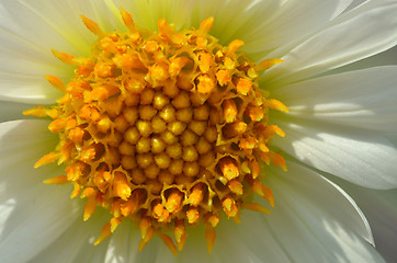 Image showing Yellow and white daisy flower