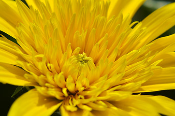 Image showing Close-up of beautiful yellow chrysanthemum flowers