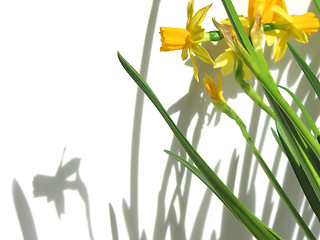 Image showing Daffodils and shadows