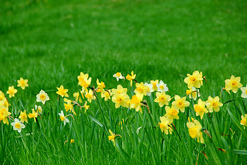 Image showing Daffodils and grass