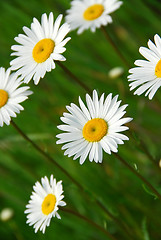 Image showing Summer daisy