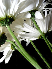 Image showing White daisy on black background