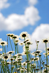 Image showing Daises with blue sky