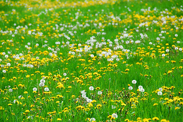 Image showing Dandelion field