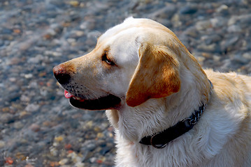 Image showing Yellow lab dog