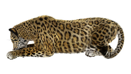 Image showing Big Cat Jaguar