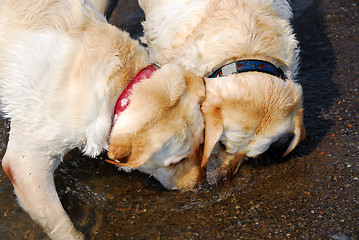 Image showing Two dogs play