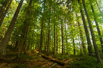 Image showing Beautiful pine trees on  mountains