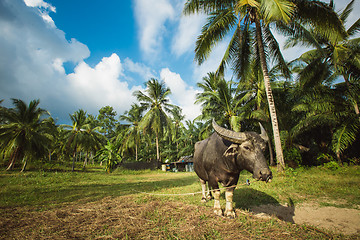 Image showing Buffaloes in a field of grass 