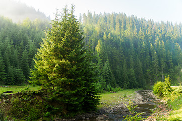 Image showing Beautiful pine trees on  mountains