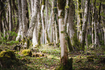 Image showing Forest landscape with mossy tree