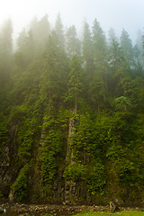 Image showing Beautiful pine trees on  mountains