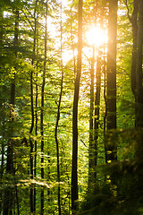 Image showing Beautiful pine trees on  mountains