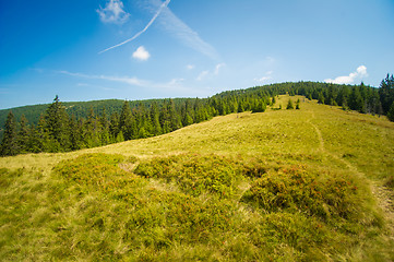 Image showing Beautiful pine trees on  mountains