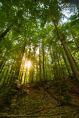 Image showing Beautiful pine trees on  mountains