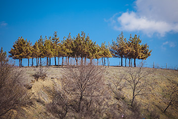 Image showing Landscape with pine trees in  Georgia