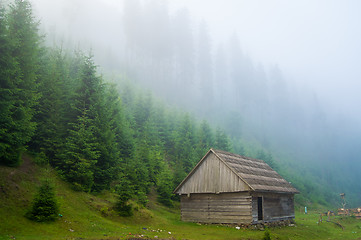 Image showing Beautiful pine trees on  mountains