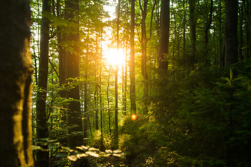 Image showing Beautiful pine trees on  mountains