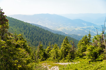 Image showing Beautiful pine trees on  mountains