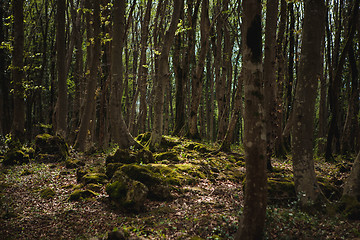 Image showing Forest landscape with mossy tree