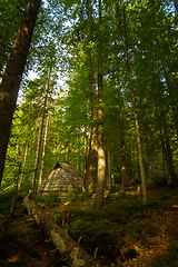 Image showing Beautiful pine trees on  mountains