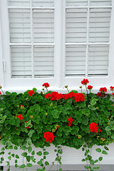 Image showing Geraniums on window