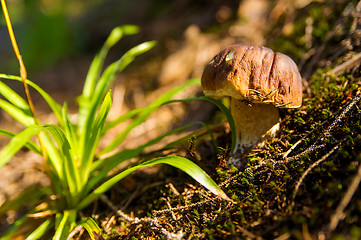 Image showing Fall mushroom in the forest on grass 