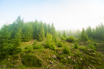 Image showing Beautiful pine trees on  mountains