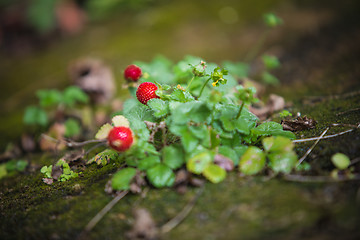 Image showing Wild strawberry plant with green leafs and red fruit  