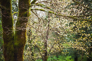 Image showing Forest landscape with mossy tree