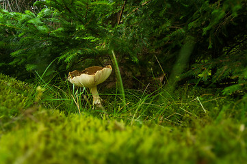 Image showing Fall mushroom in the forest on grass 