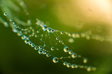 Image showing The web with water drops