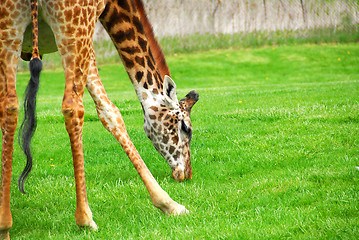 Image showing Giraffe