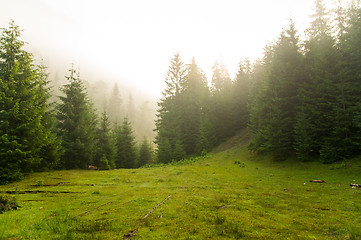 Image showing Beautiful pine trees on  mountains