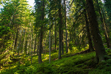 Image showing Beautiful pine trees on  mountains