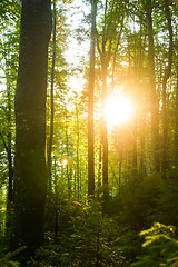 Image showing Beautiful pine trees on  mountains