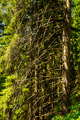 Image showing Beautiful pine tree on  mountains