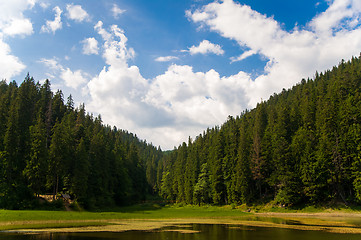 Image showing Beautiful pine trees on  mountains