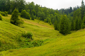 Image showing Beautiful pine trees on  mountains