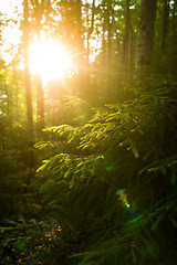 Image showing Beautiful pine trees on  mountains