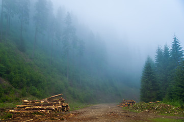 Image showing Beautiful pine trees on  mountains