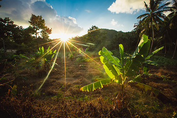 Image showing jungle of Thailand